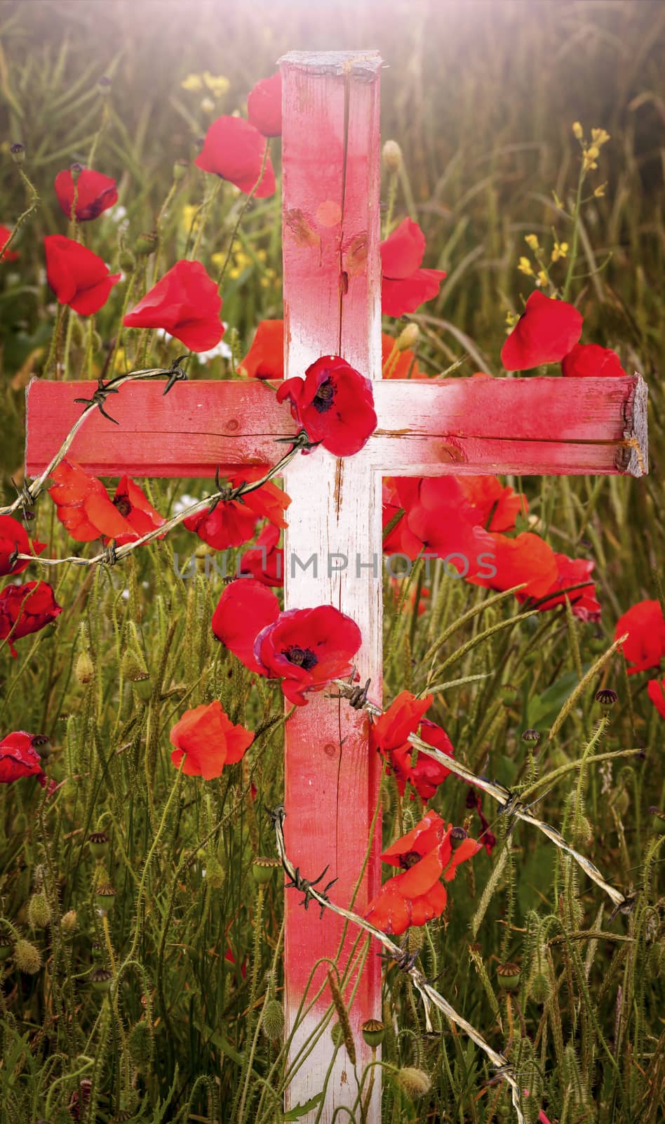 Poppies grow around a wooden cross through barb wireRemembrance Day - wooden cross with poppies and barb wire