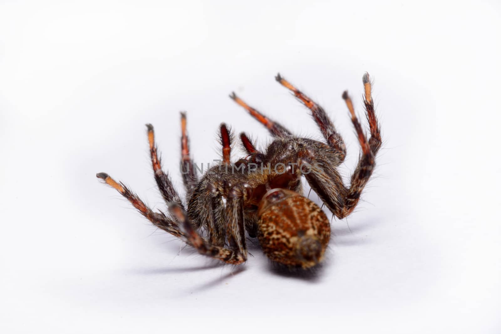 Close-up of a Jumping Spider.