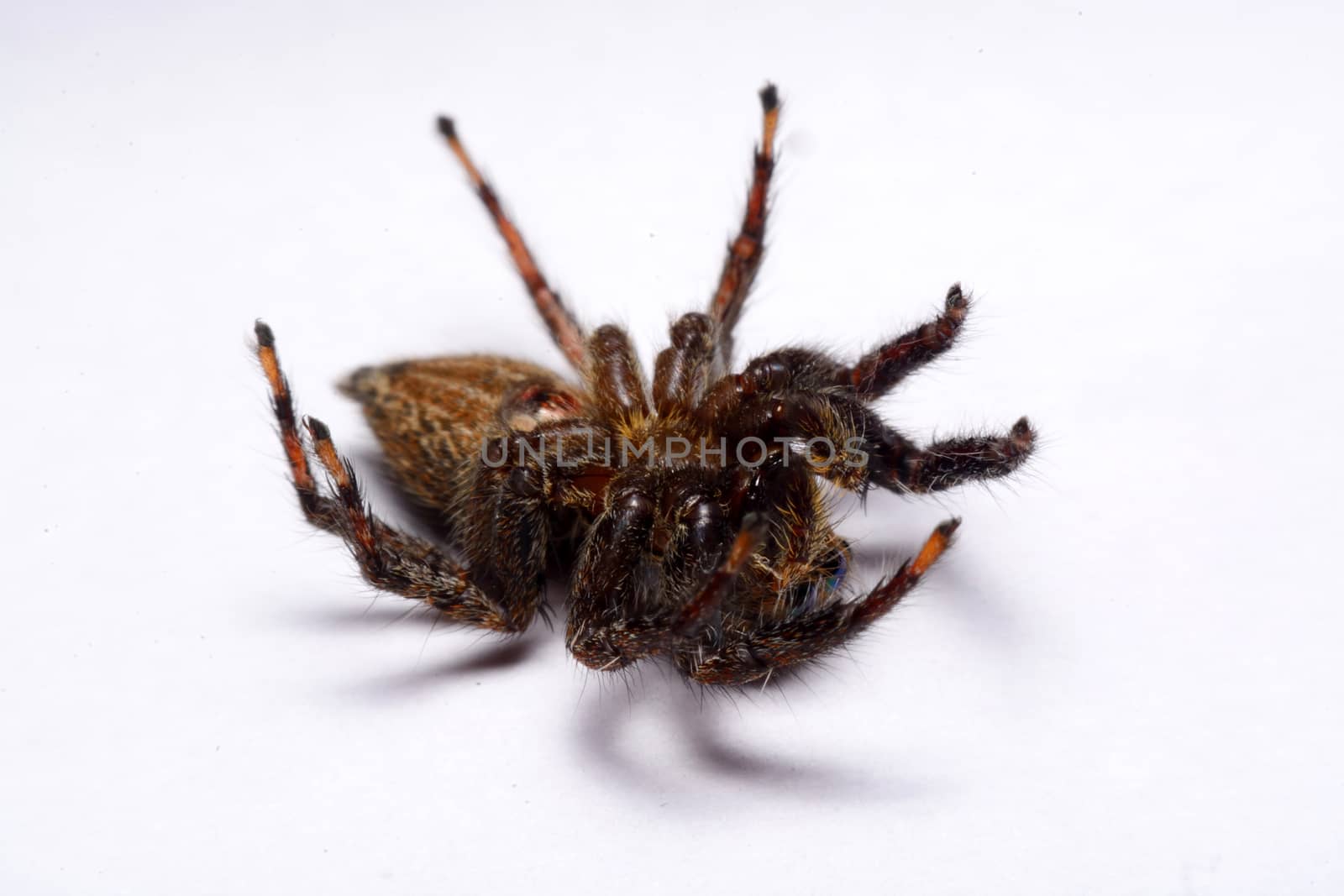 Close-up of a Jumping Spider.