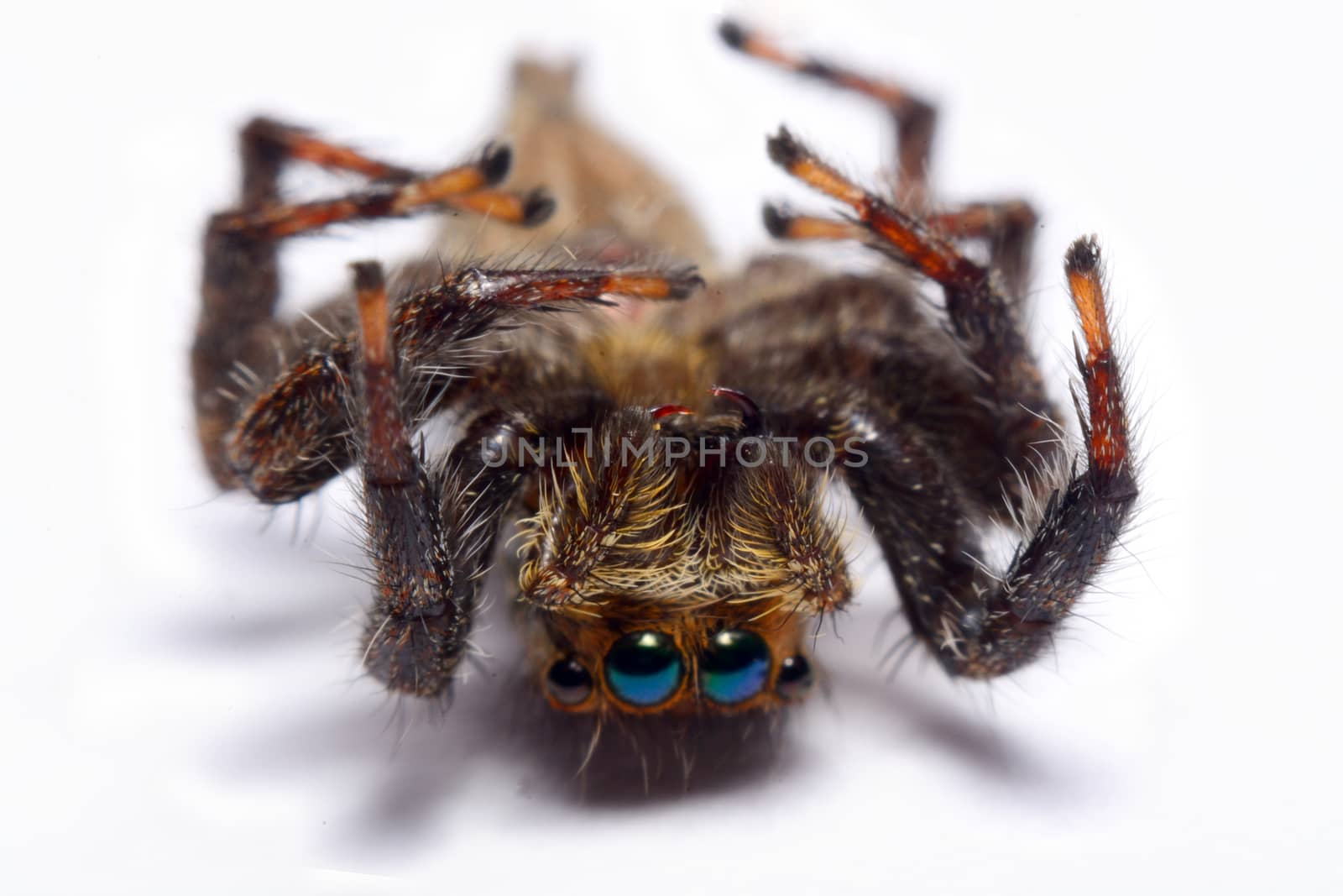 Close-up of a Jumping Spider.