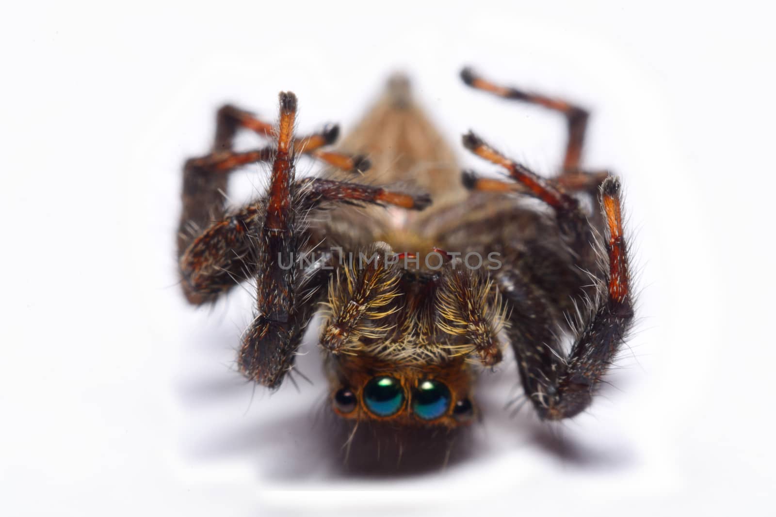 Close-up of a Jumping Spider.