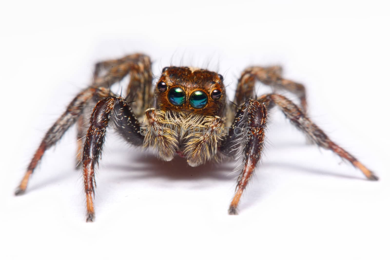 Close-up of a Jumping Spider.