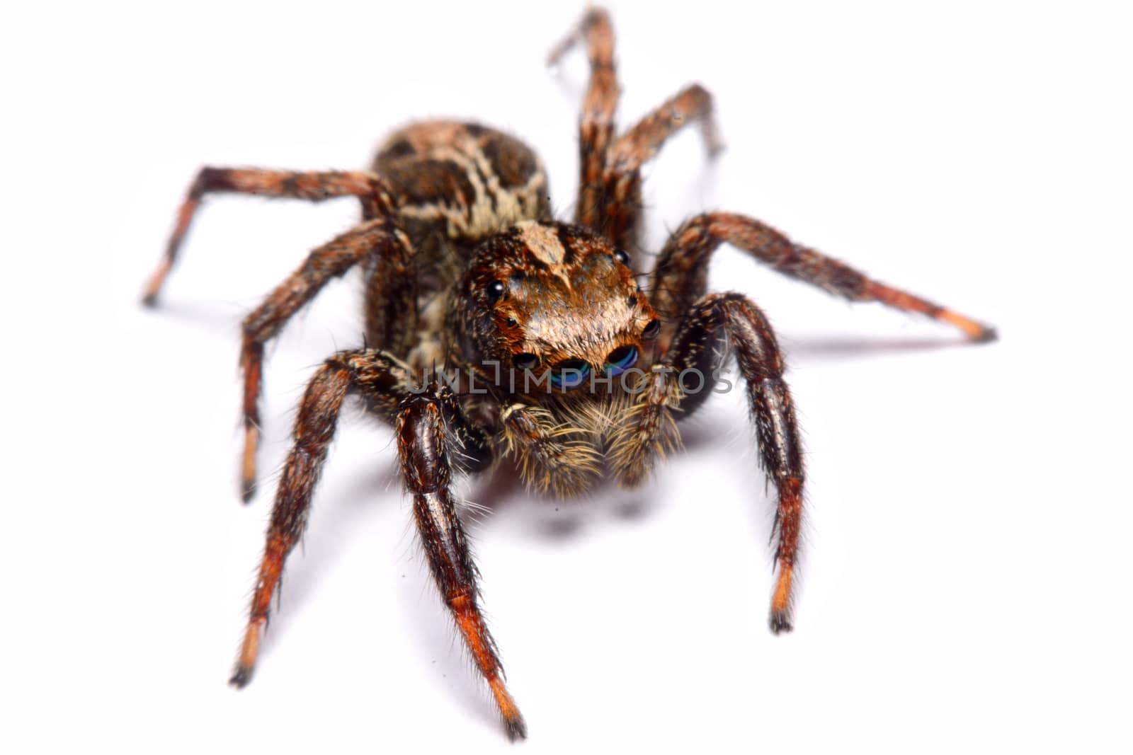 Close-up of a Jumping Spider.