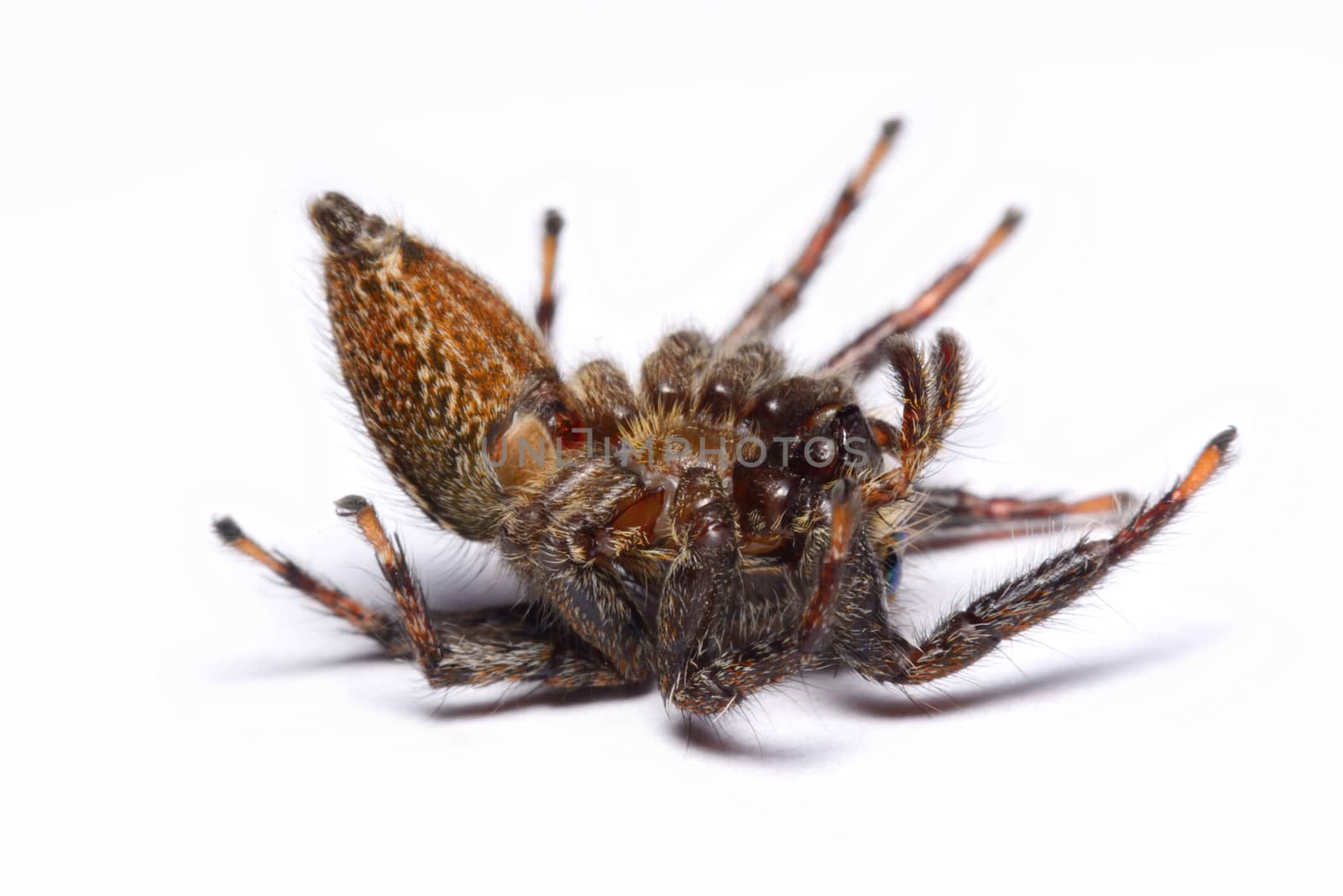 Close-up of a Jumping Spider.