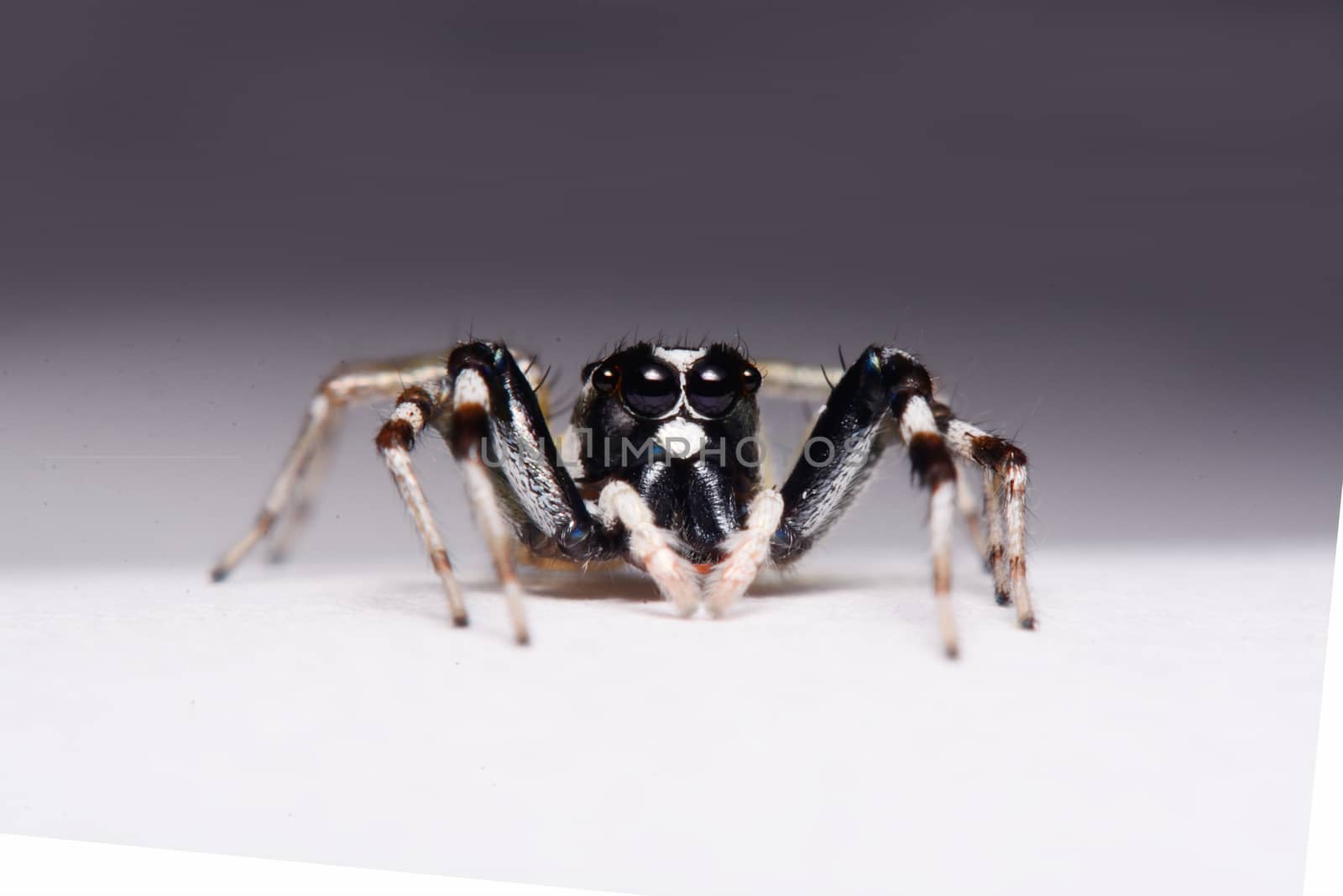 Close-up of a Jumping Spider.