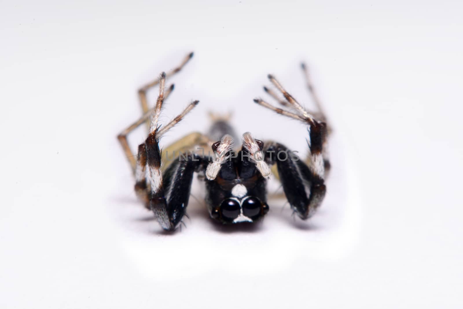 Close-up of a Jumping Spider.
