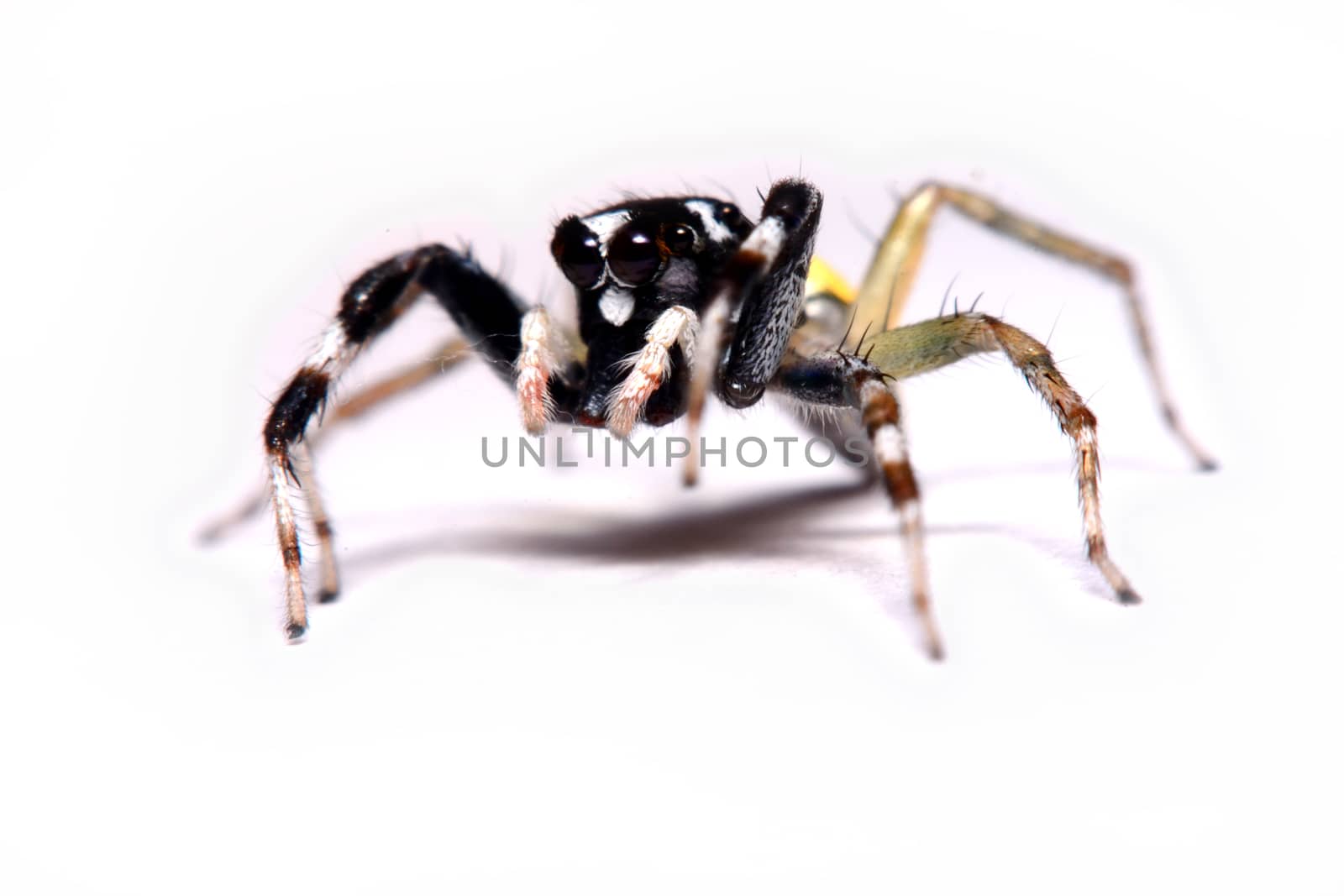 Close-up of a Jumping Spider.