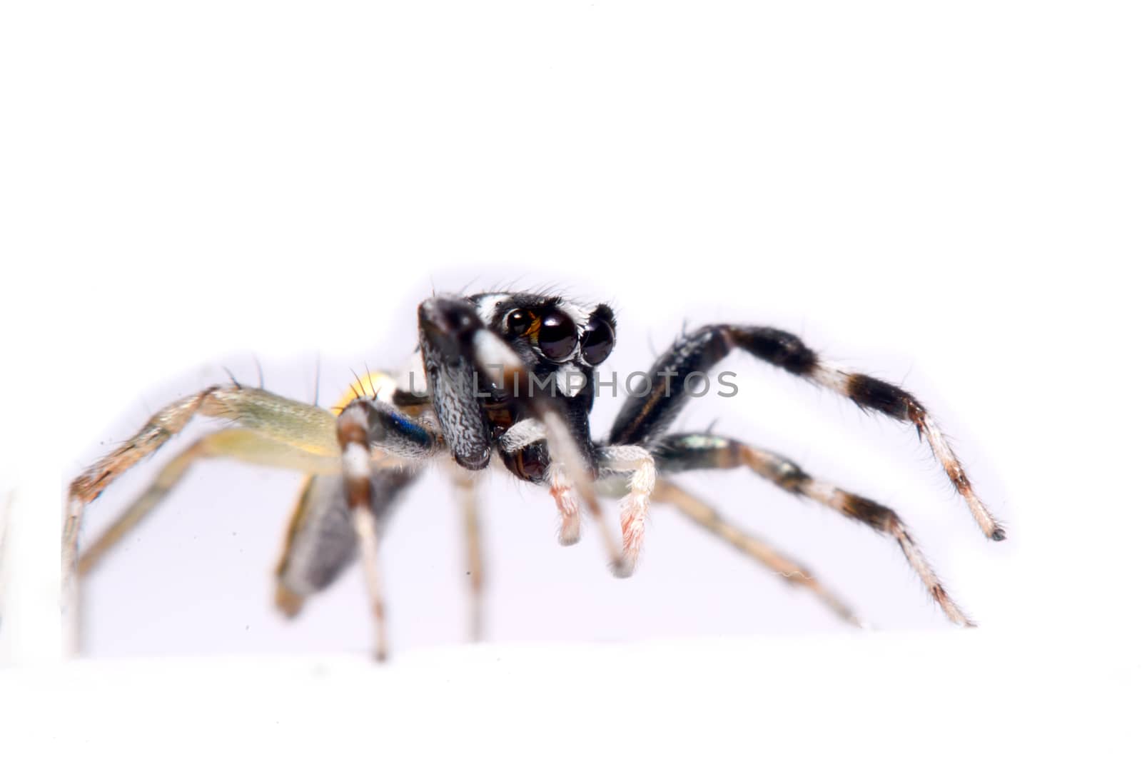 Close-up of a Jumping Spider.