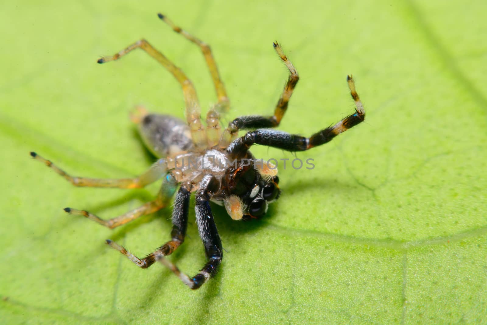 Close-up of a Jumping Spider.