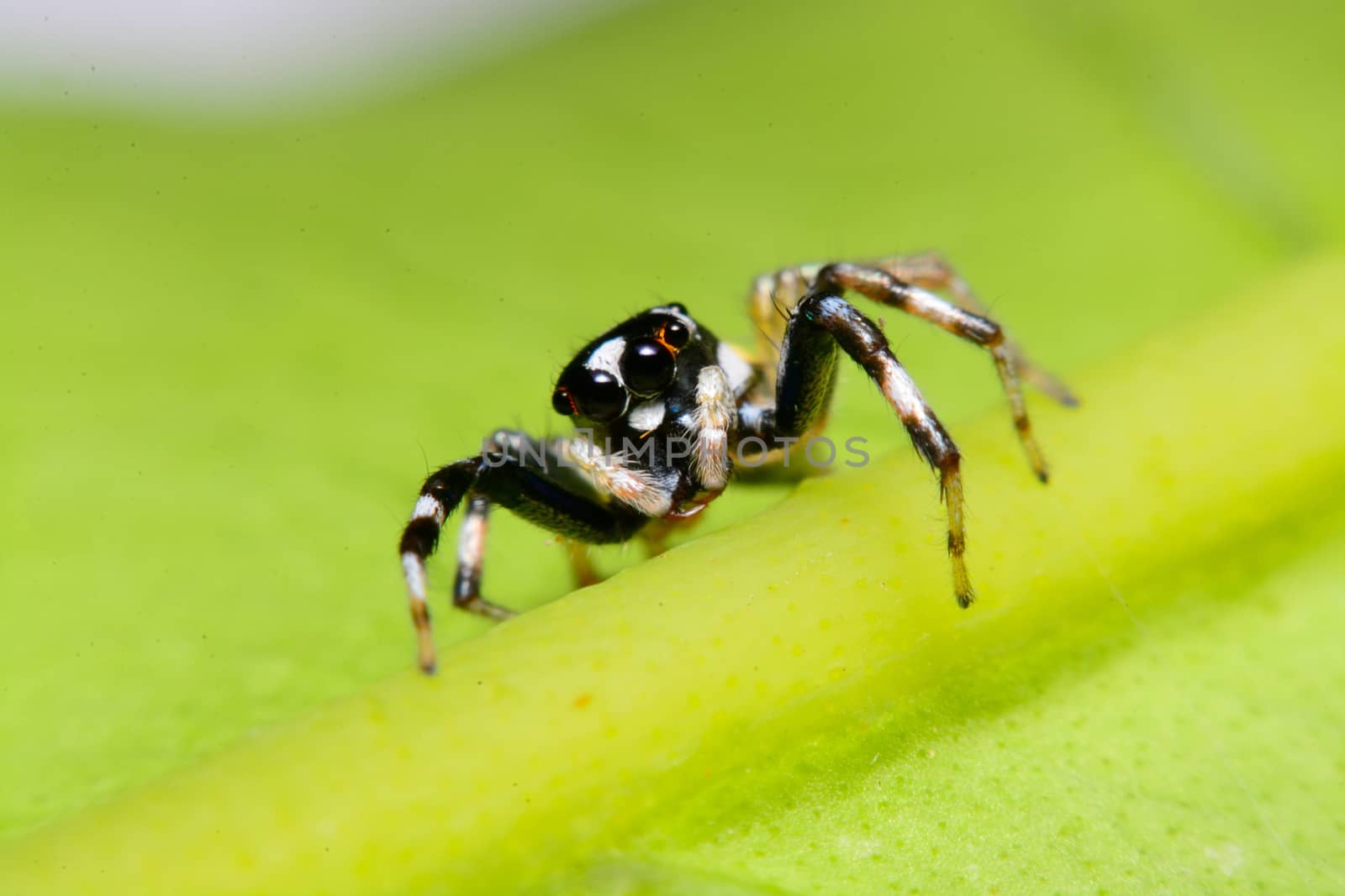 Close-up of a Jumping Spider.