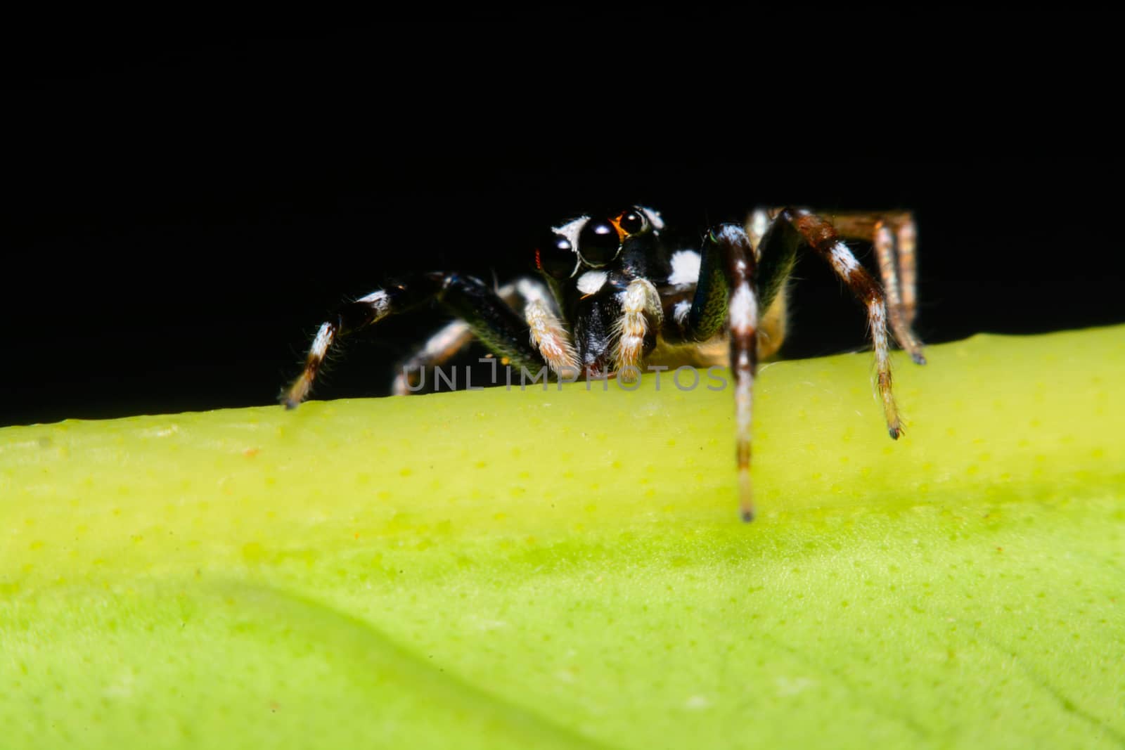 Close-up of a Jumping Spider.