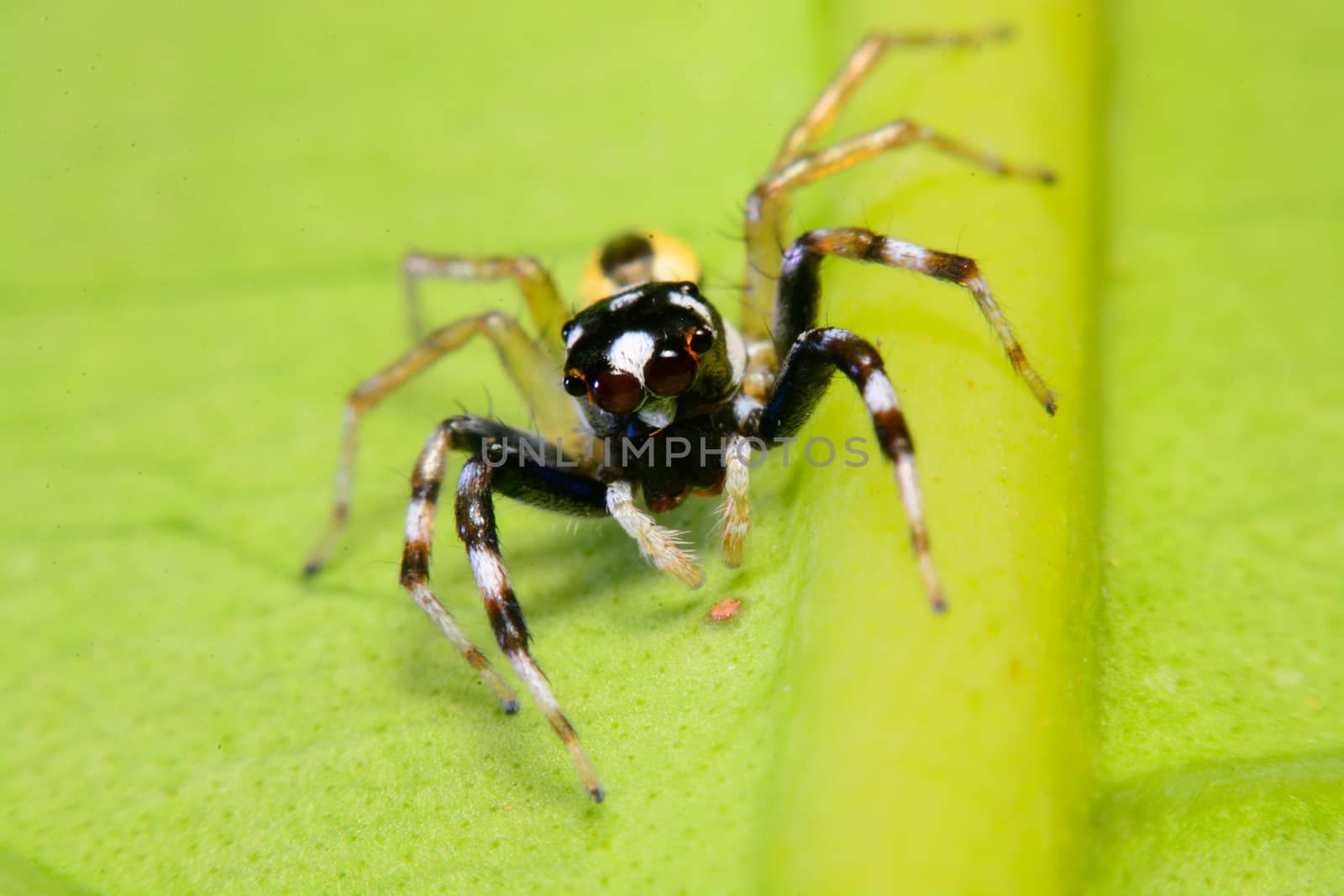 Close-up of a Jumping Spider.