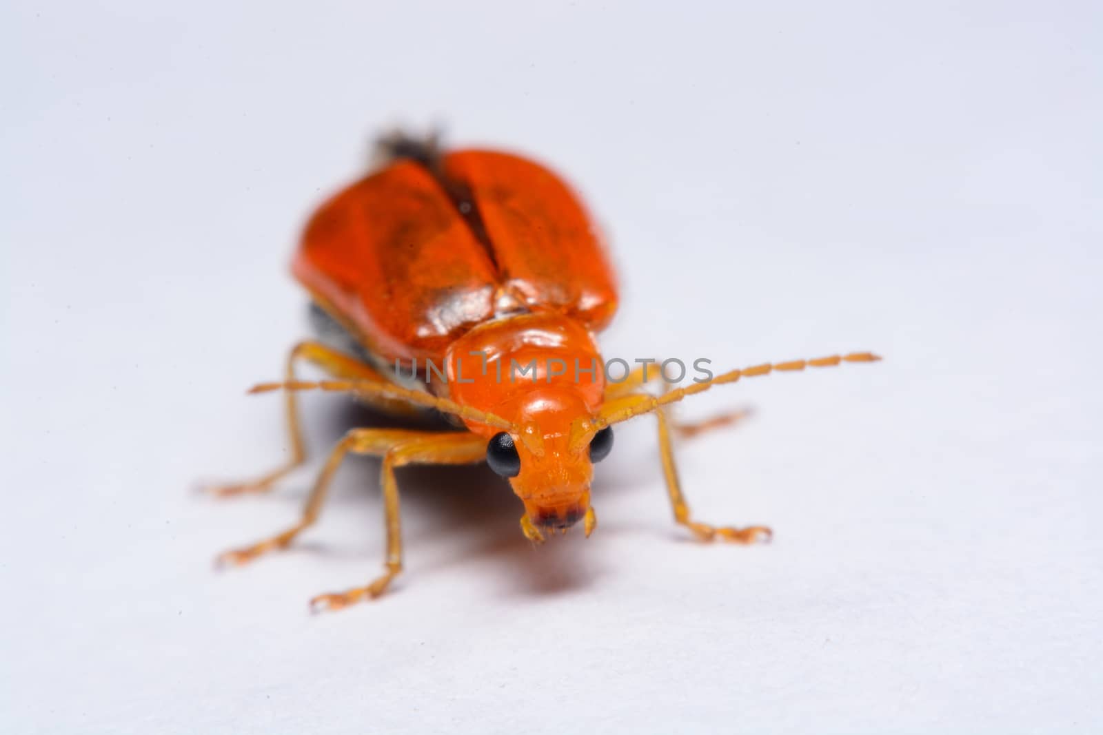 Close up Cucurbit leaf beetle, Aulacophora indica on a white background