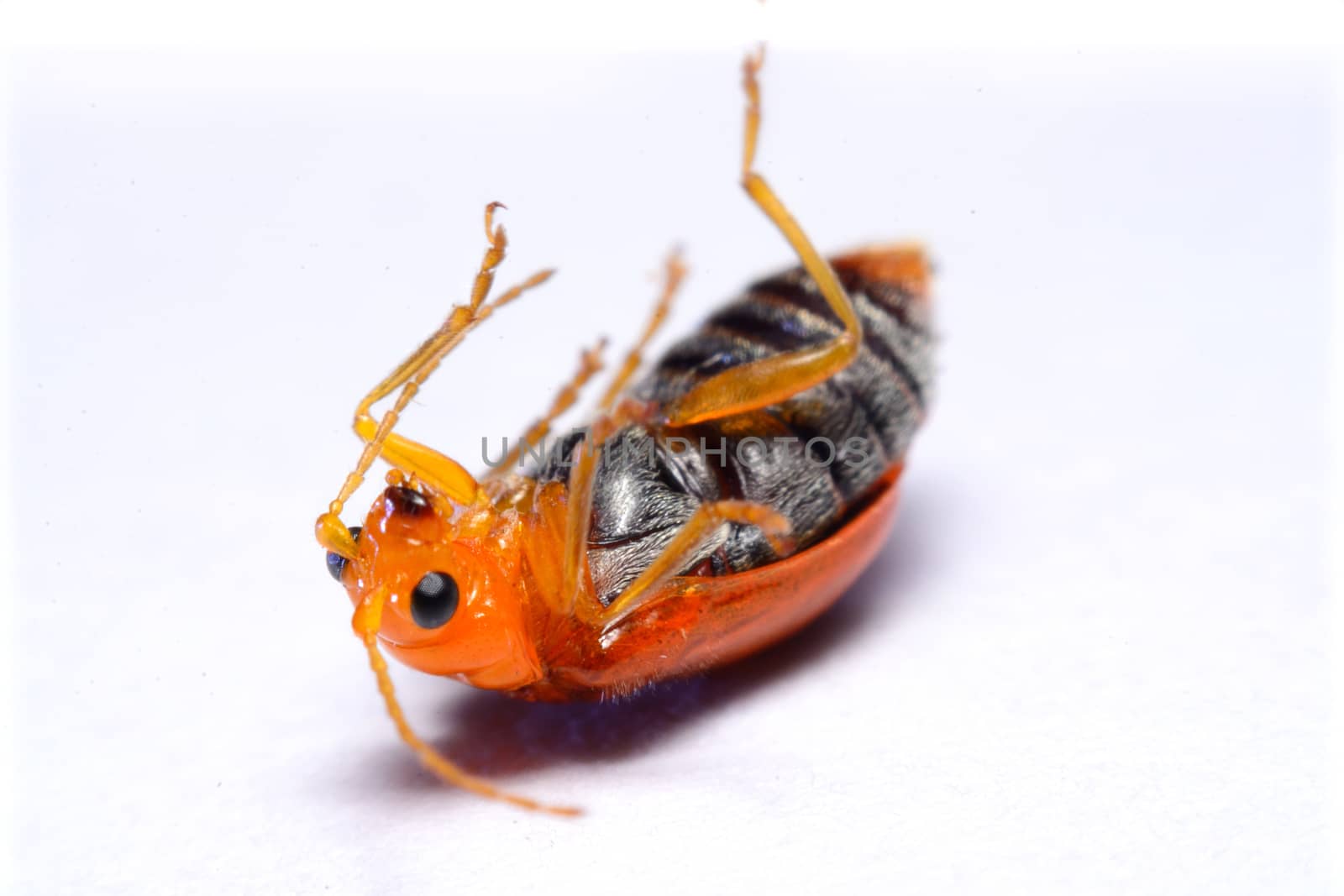 Close up Cucurbit leaf beetle, Aulacophora indica on a white background