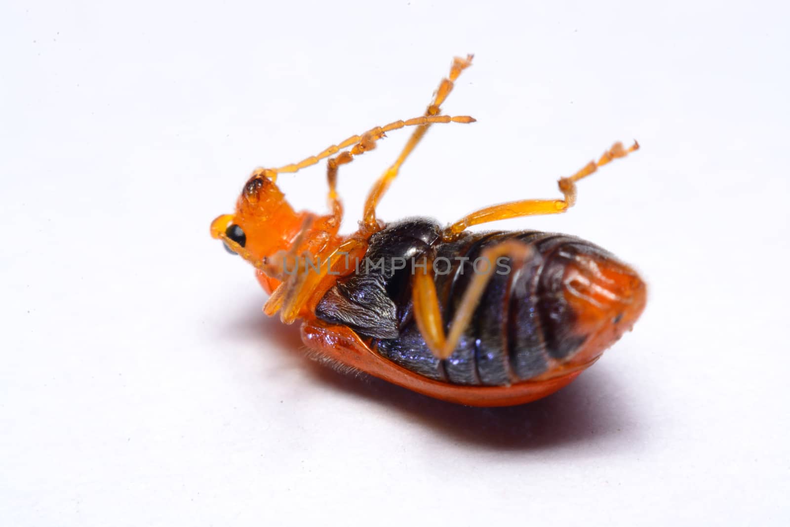 Close up Cucurbit leaf beetle, Aulacophora indica on a white background