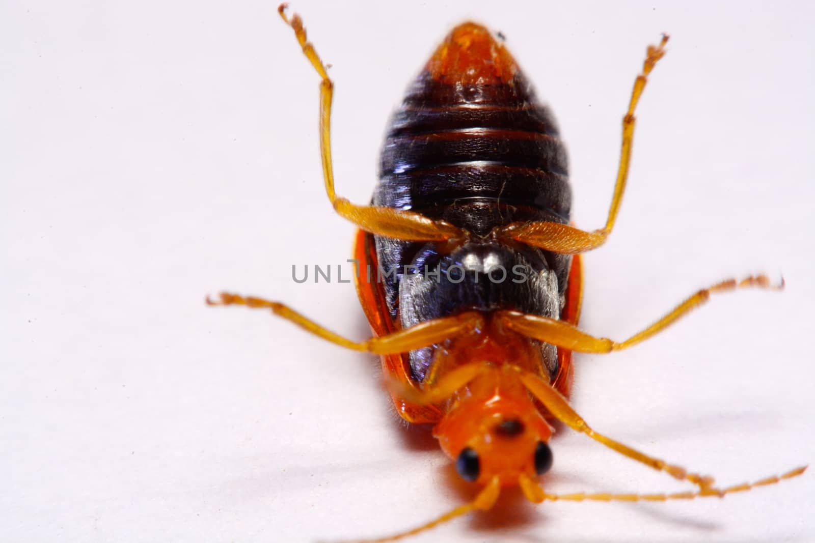 Close up Cucurbit leaf beetle, Aulacophora indica on a white background