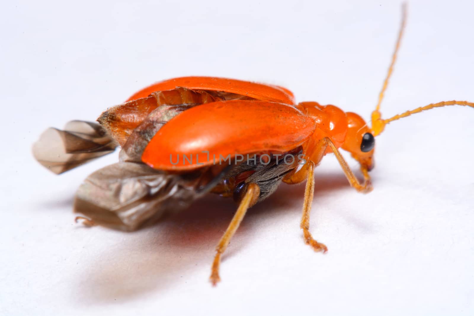 Close up Cucurbit leaf beetle, Aulacophora indica on a white background