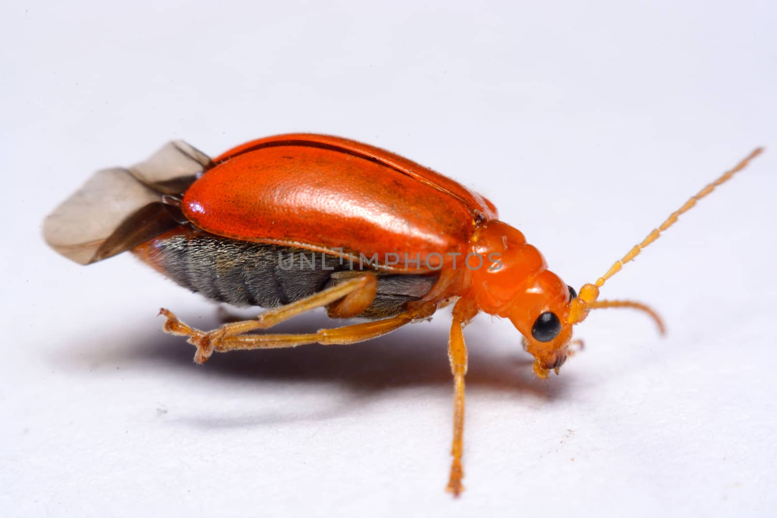 Close up Cucurbit leaf beetle, Aulacophora indica on a white background