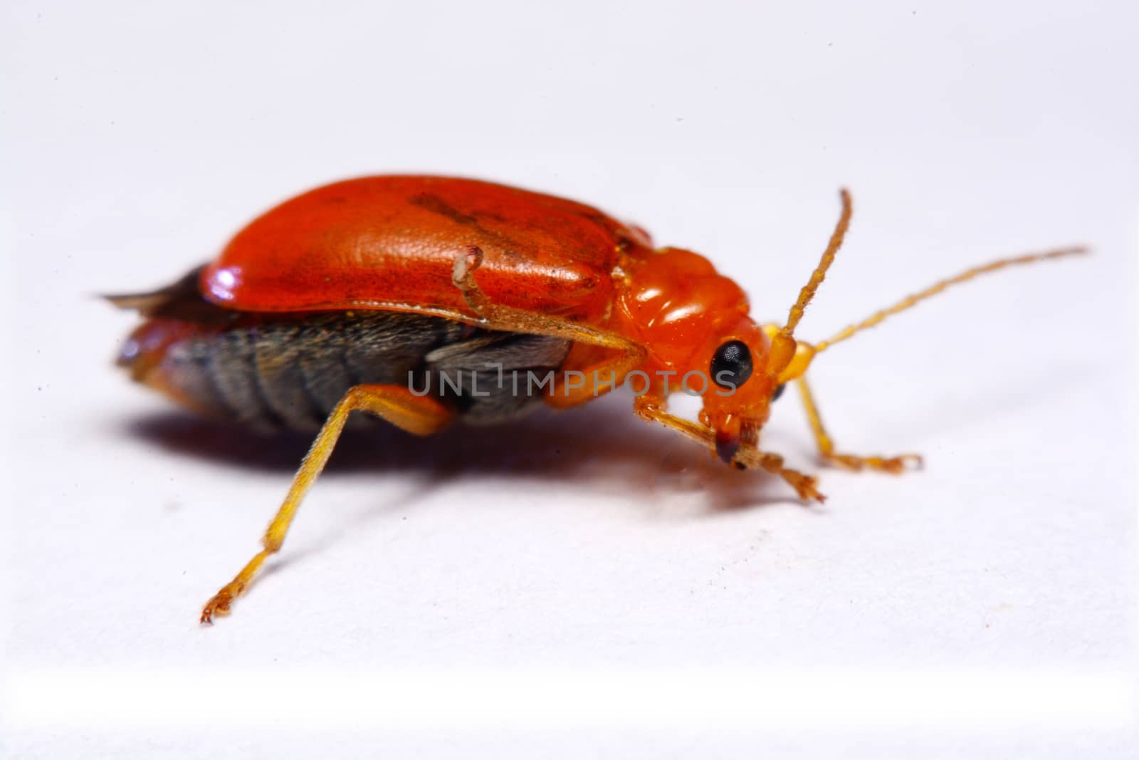 Close up Cucurbit leaf beetle, Aulacophora indica on a white background