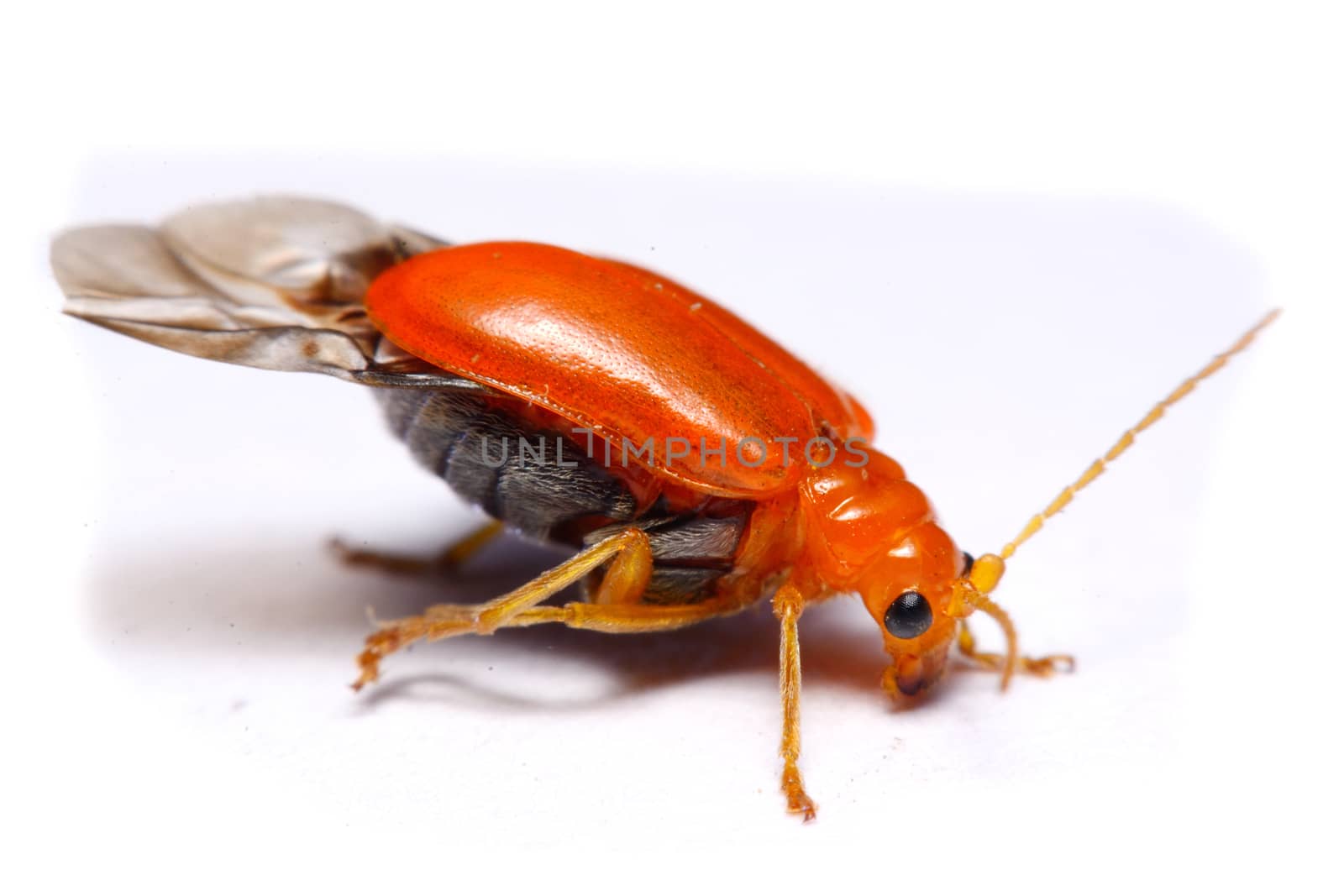 Close up Cucurbit leaf beetle, Aulacophora indica on a white background