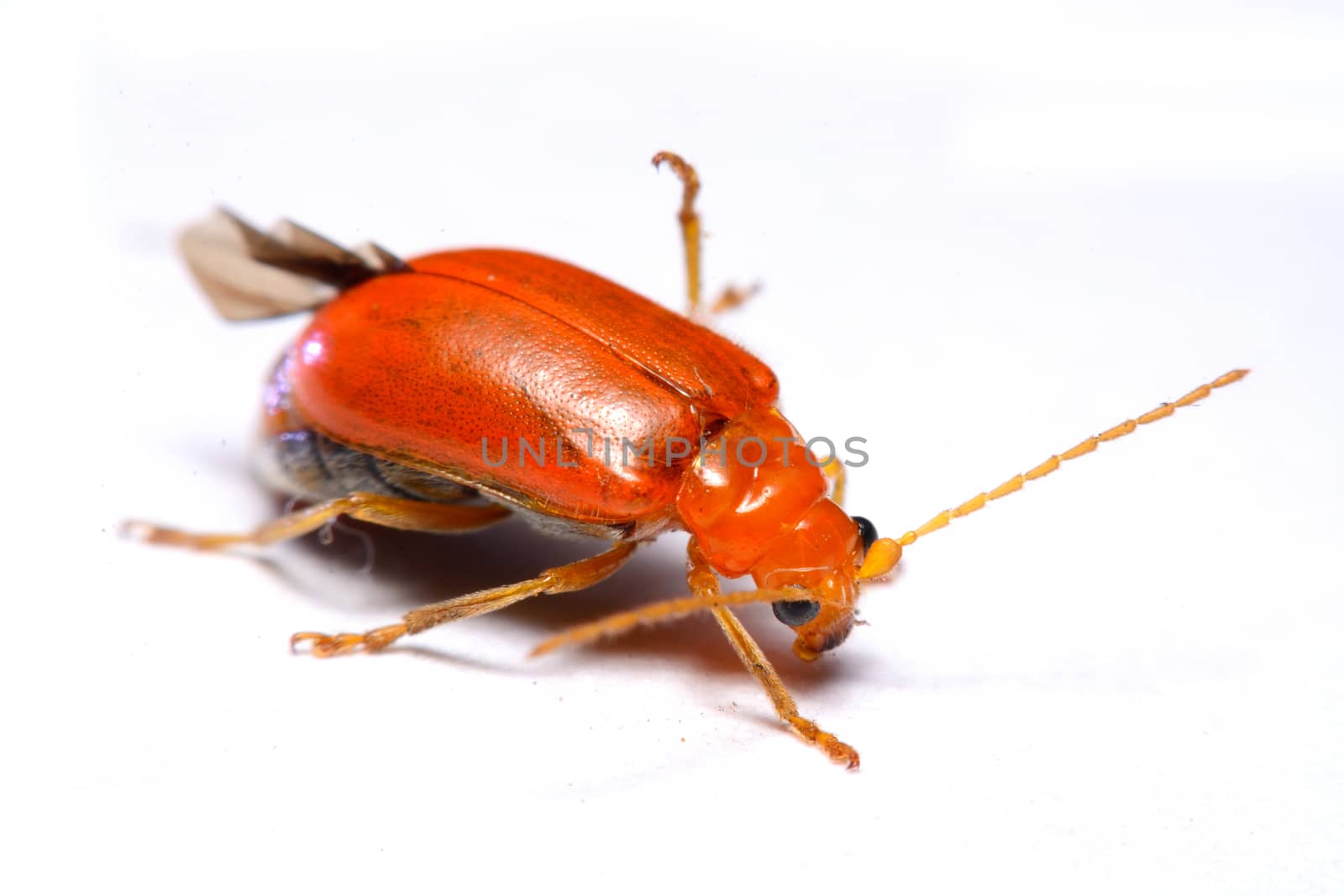 Close up Cucurbit leaf beetle, Aulacophora indica on a white background