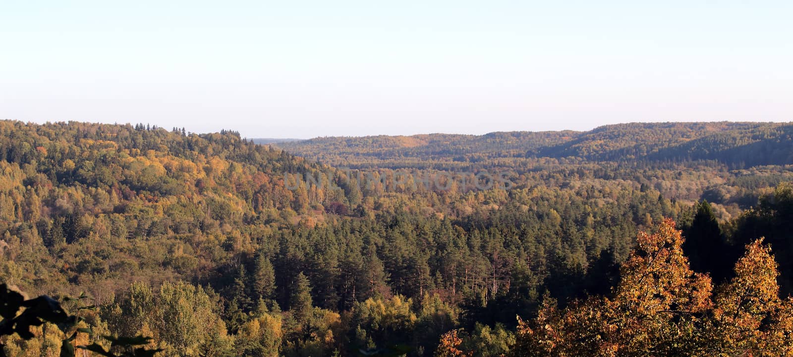 Forest in early autumn. Gauja National Park by Maris