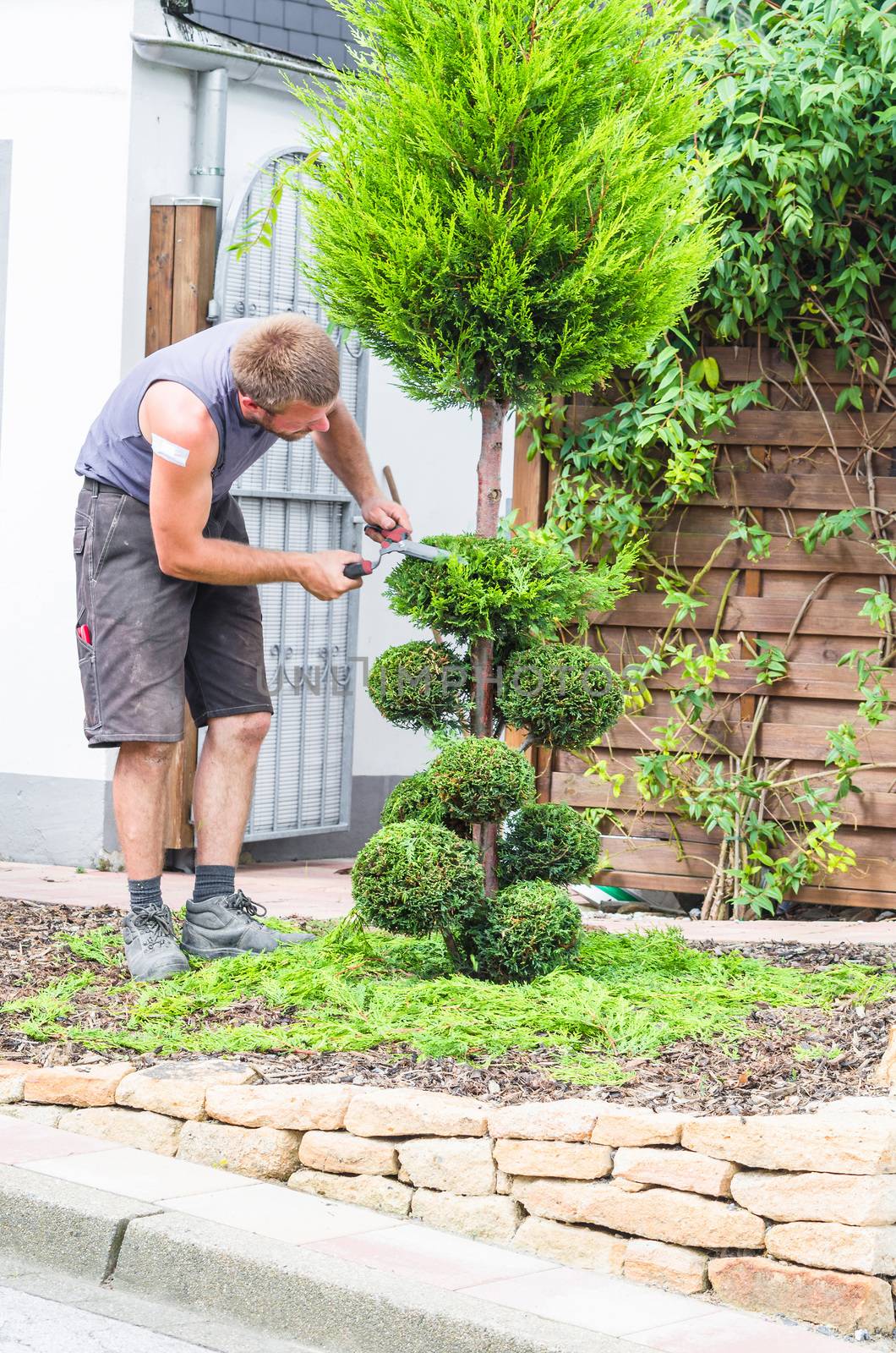 Gardener when cropping, cutting a boxwood, arborvitae with scissors