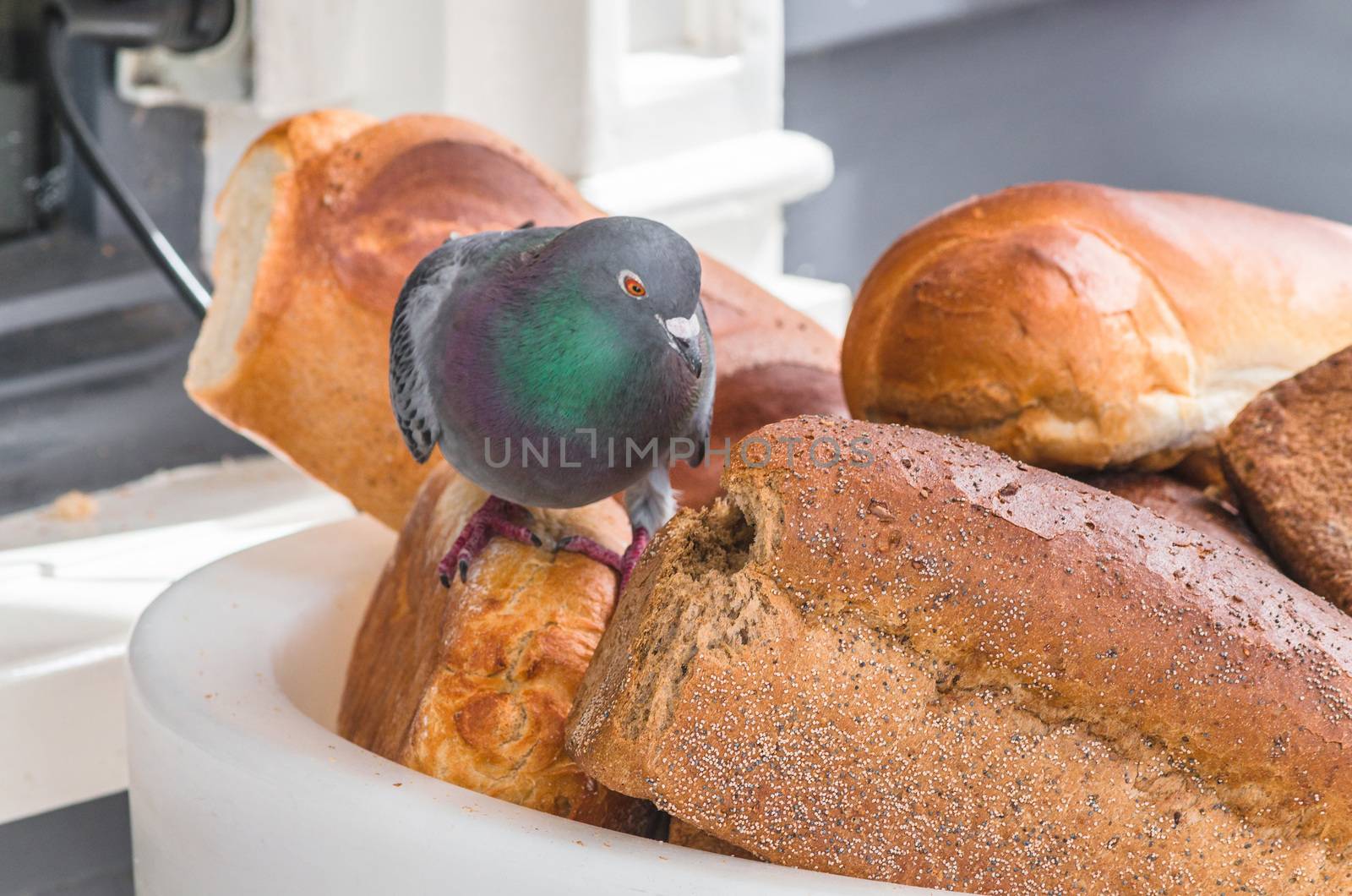 Pigeon on a large bread basket in front of a bakery, eating the bread.