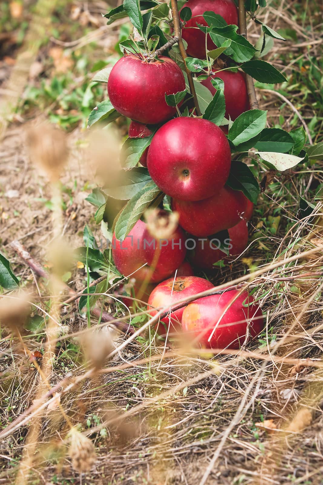 Fresh apples. by Slast20