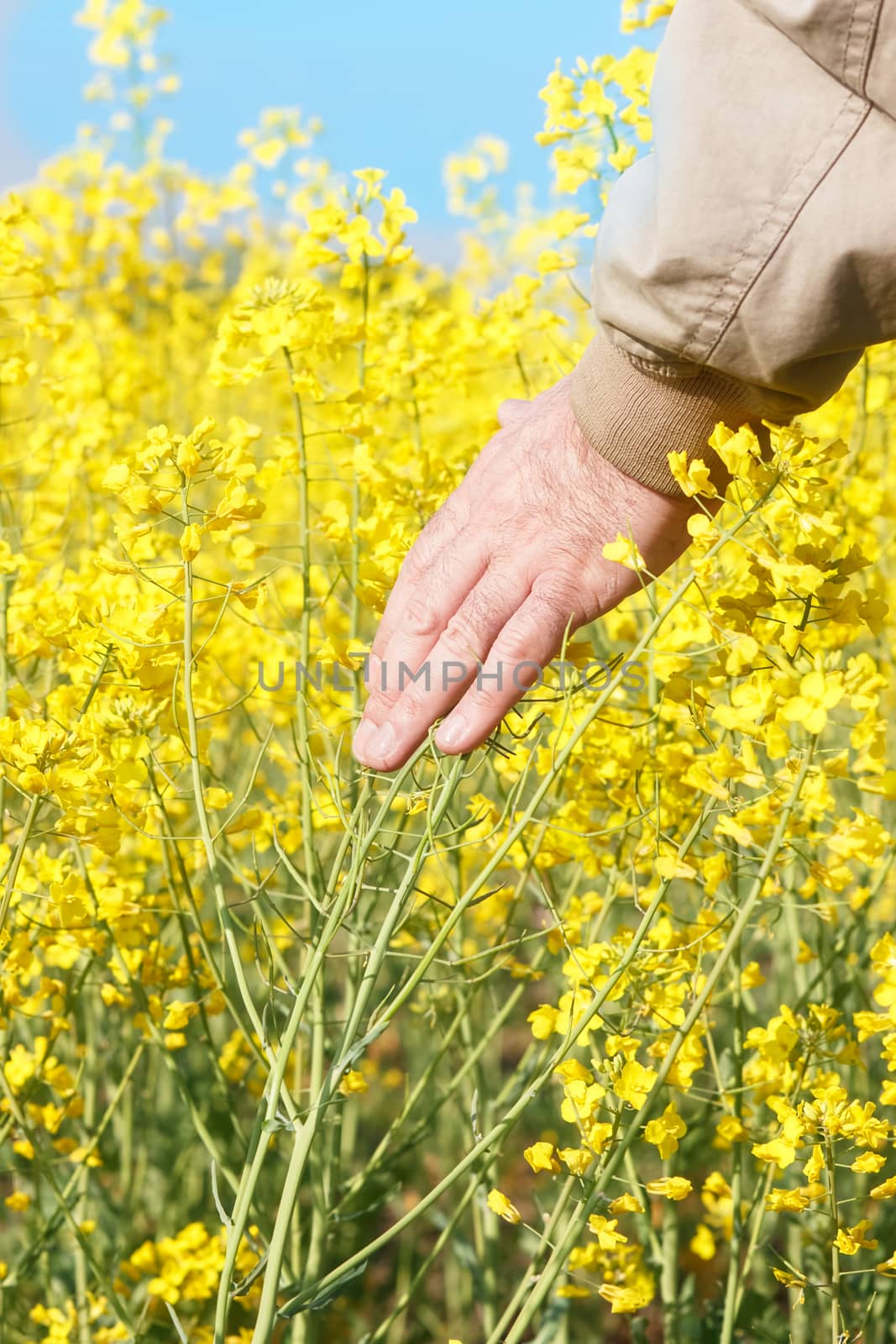 Farmer in rapeseed field controlling the growth of plants, close up