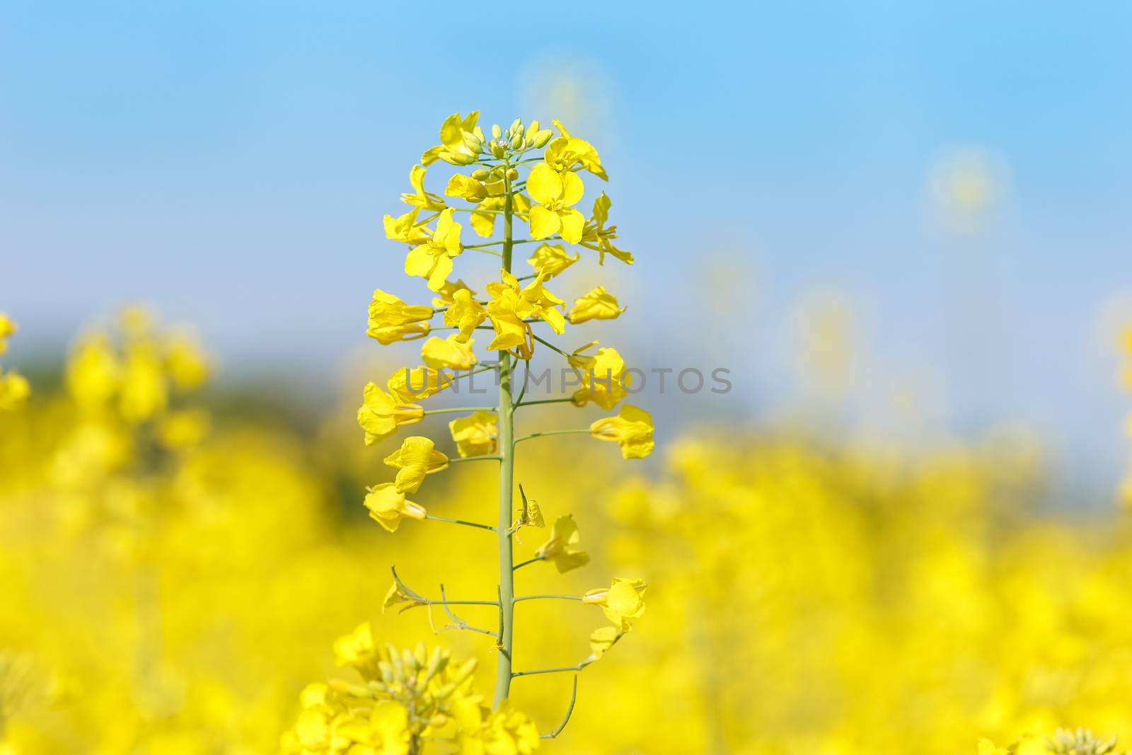 Rapeseed flower in a field Close up of oil seed rape blooming. Soft and blur style for background.