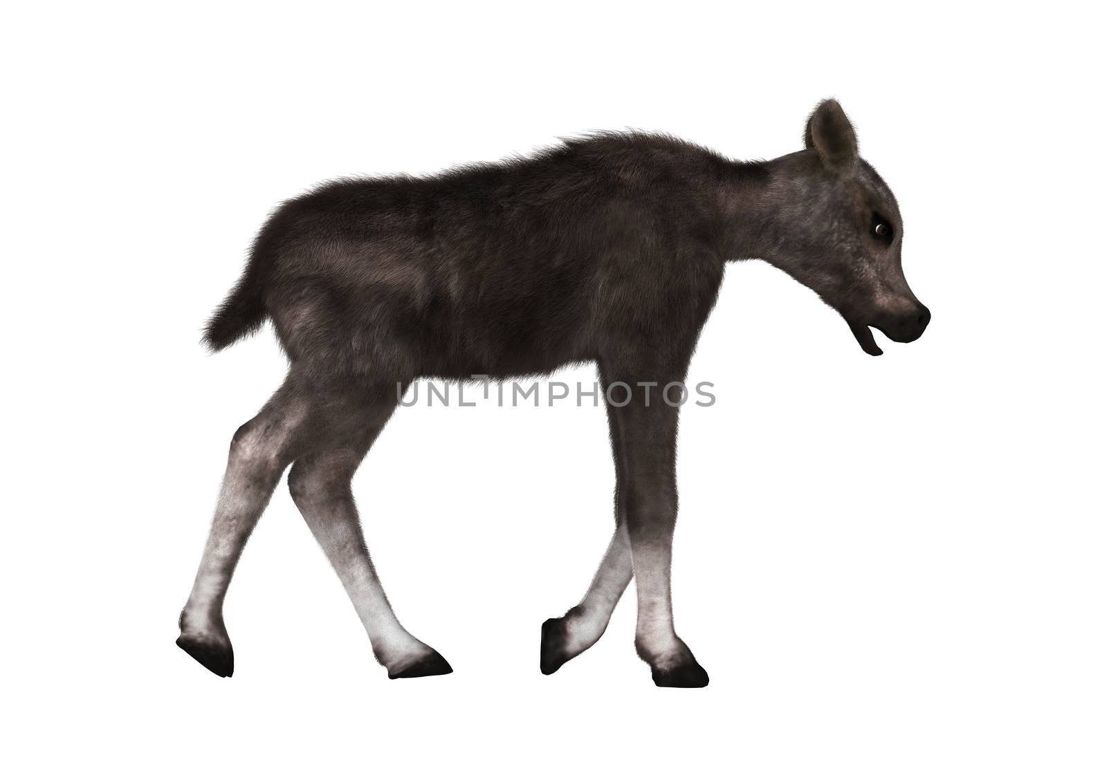 3D digital render of a caribou calf isolated on white background