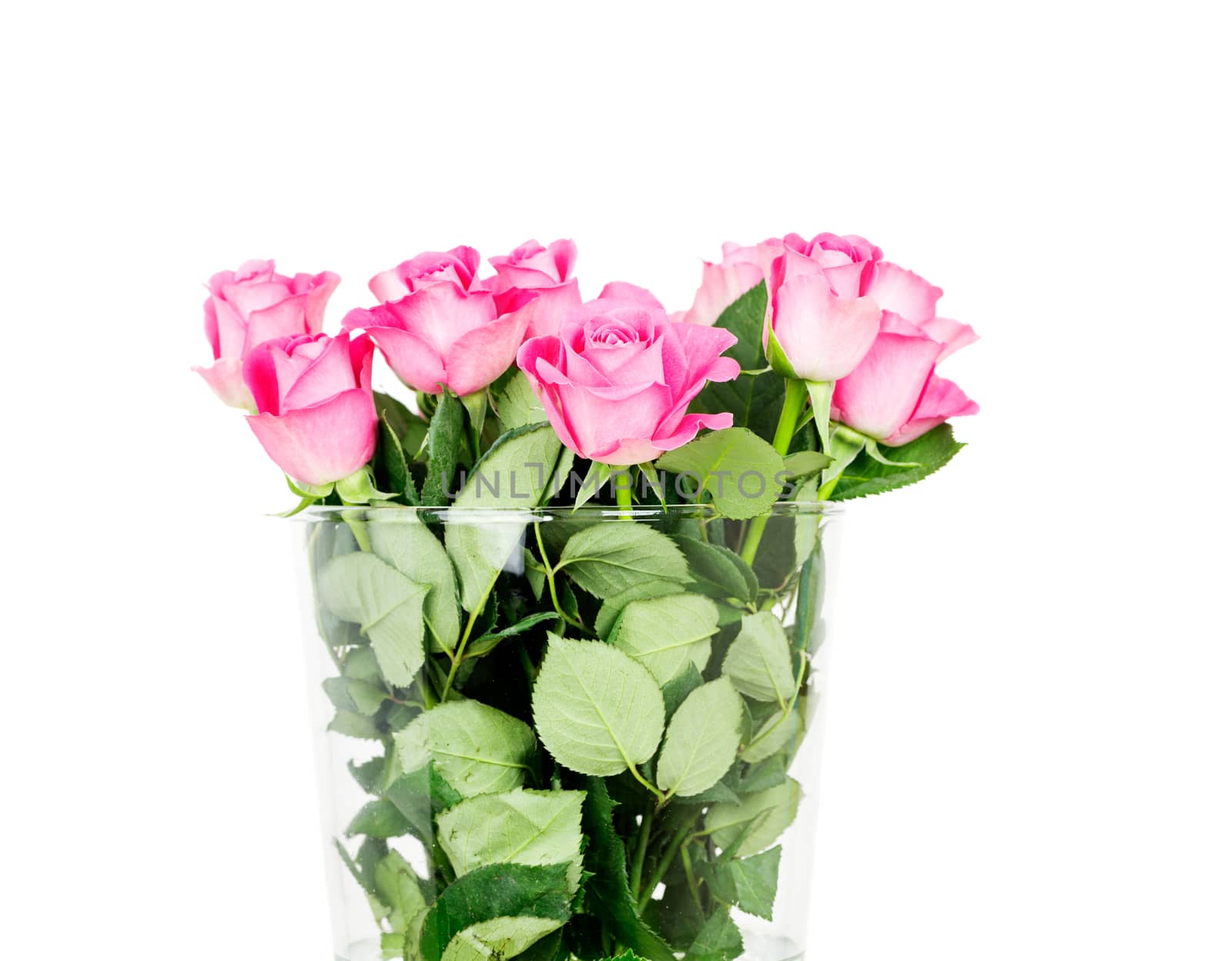 Bouquet of blossoming pink roses in vase isolated on white background