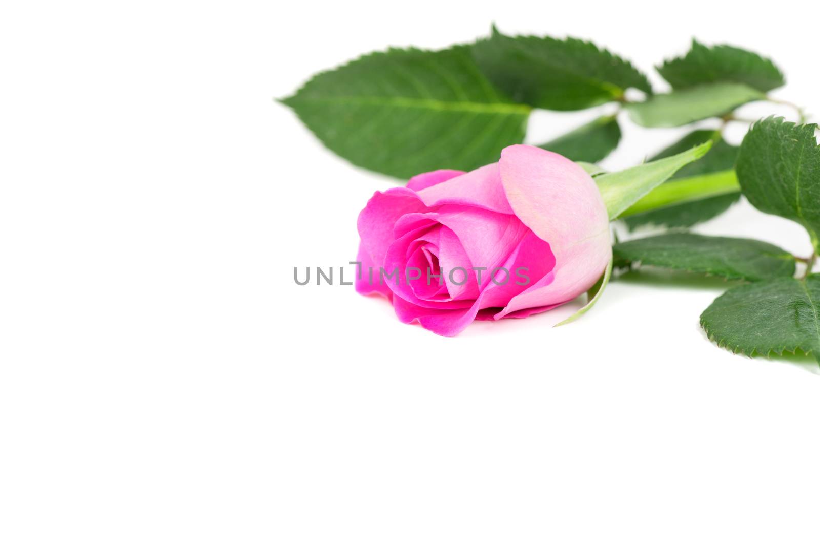 Pink rose isolated on white by Nanisimova