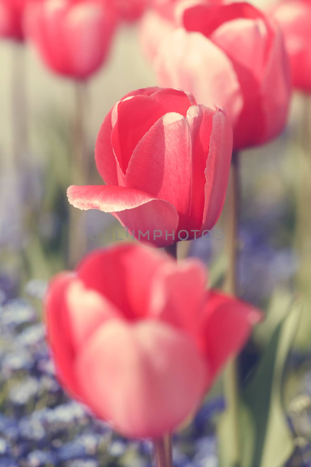 Red tulips and blue flowers in the garden.Soft and blur style for background. Done with vintage retro filter. A photo with very shallow depth of field