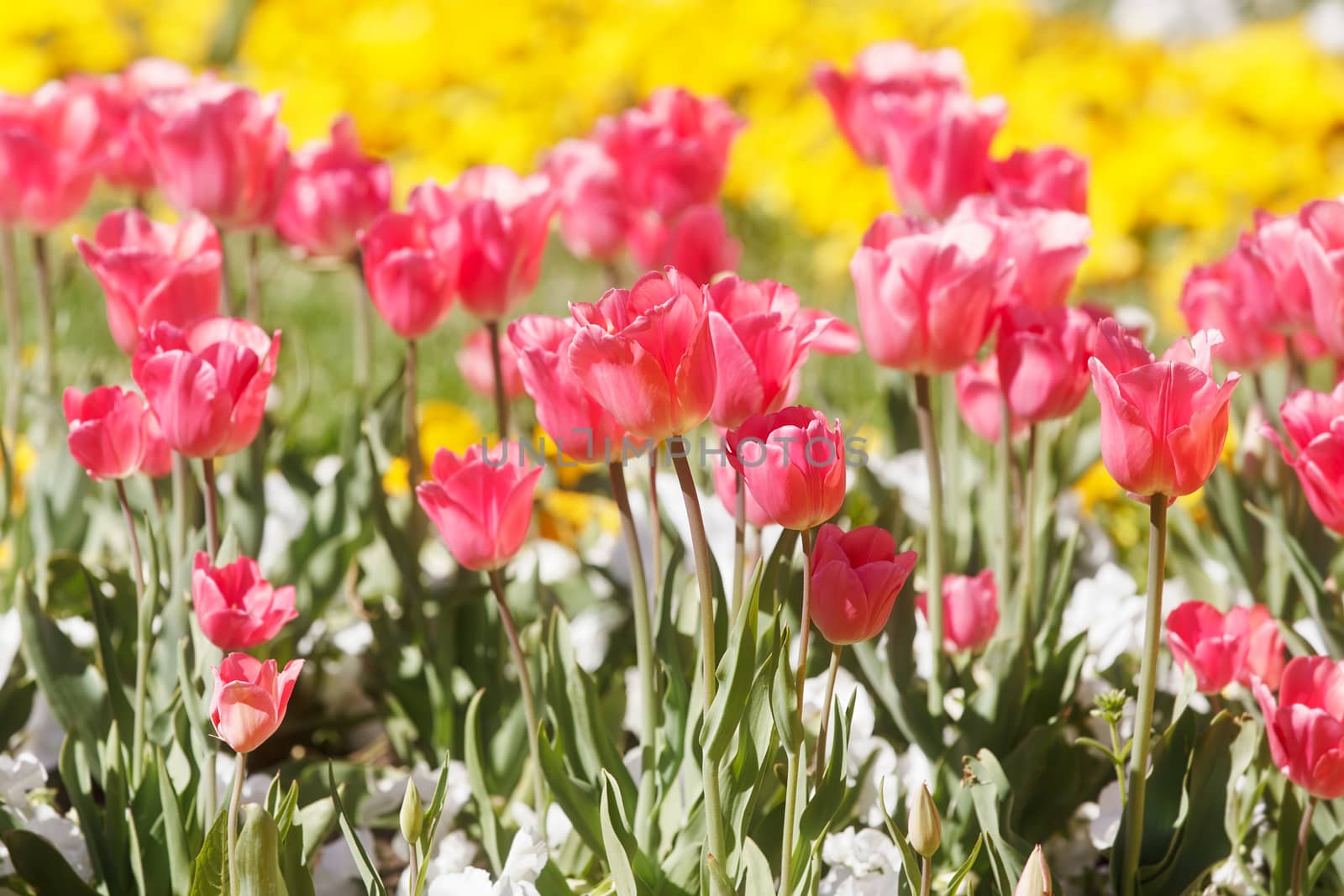 Tulips and spring flowers in garden under warm sunshine, close up