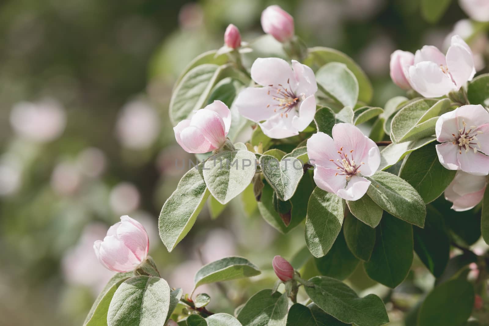 Quince flowers and leaves in spring orchard with beautiful bokeh. Soft focus