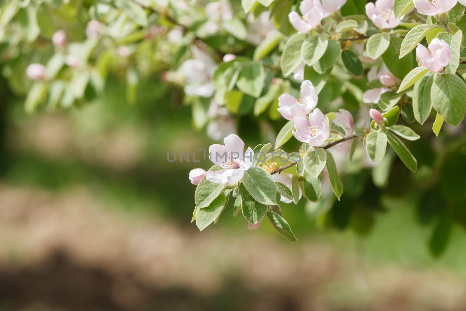 Flowers and buds on spring quinces trees in orchard.Natural blurred background.