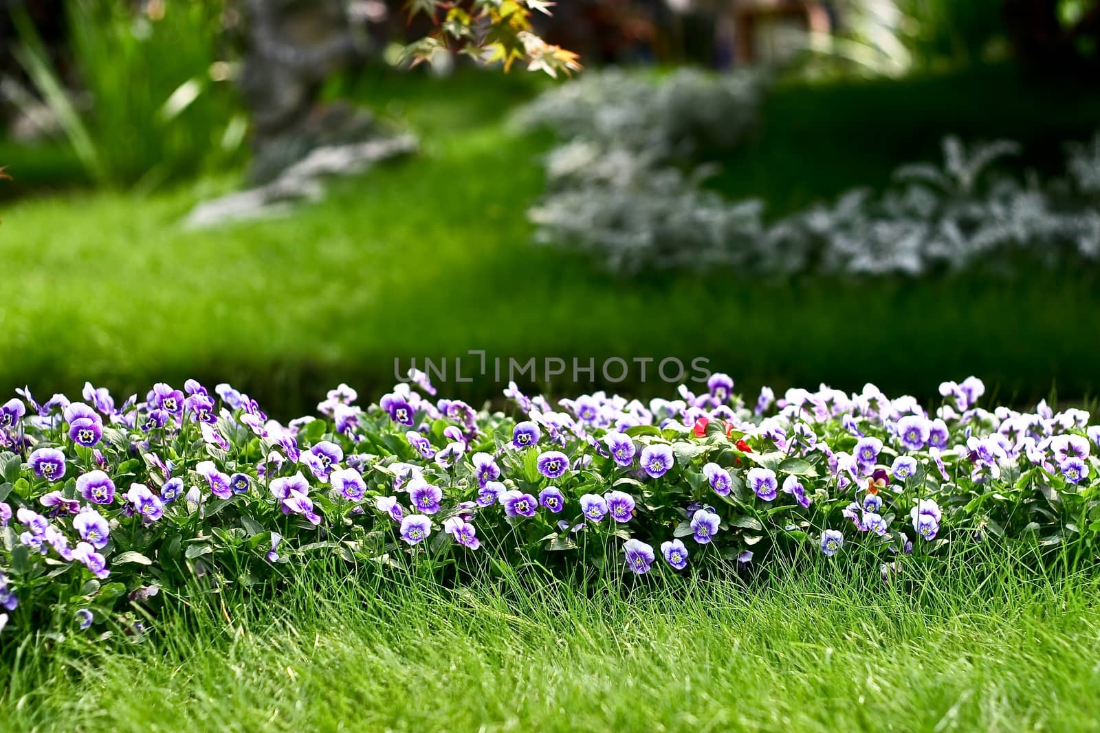 Flowers with leaves and blur background