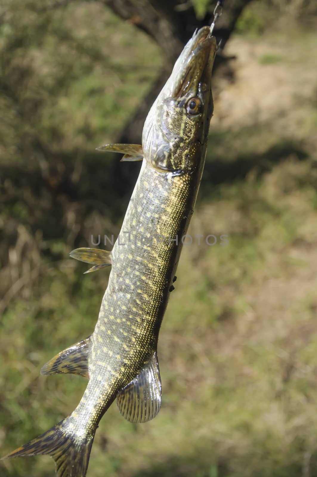 the pike fishing great hobby for every one