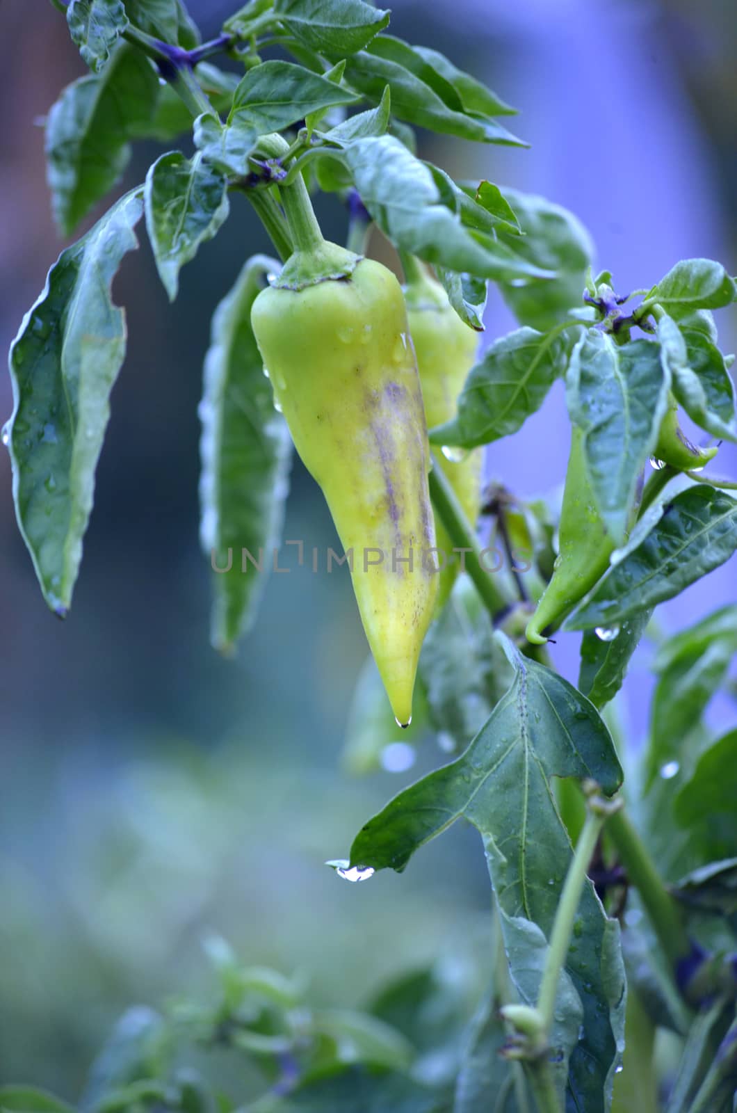 Picture of a Pure organic paprika after the rain