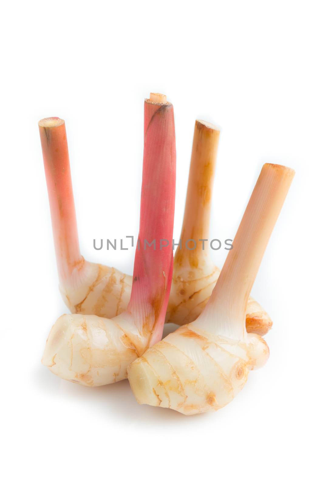 Fresh galangal root isolated on white background