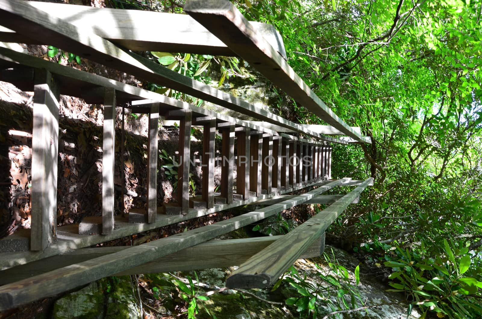 Steps along a trail in rural North Carolina.