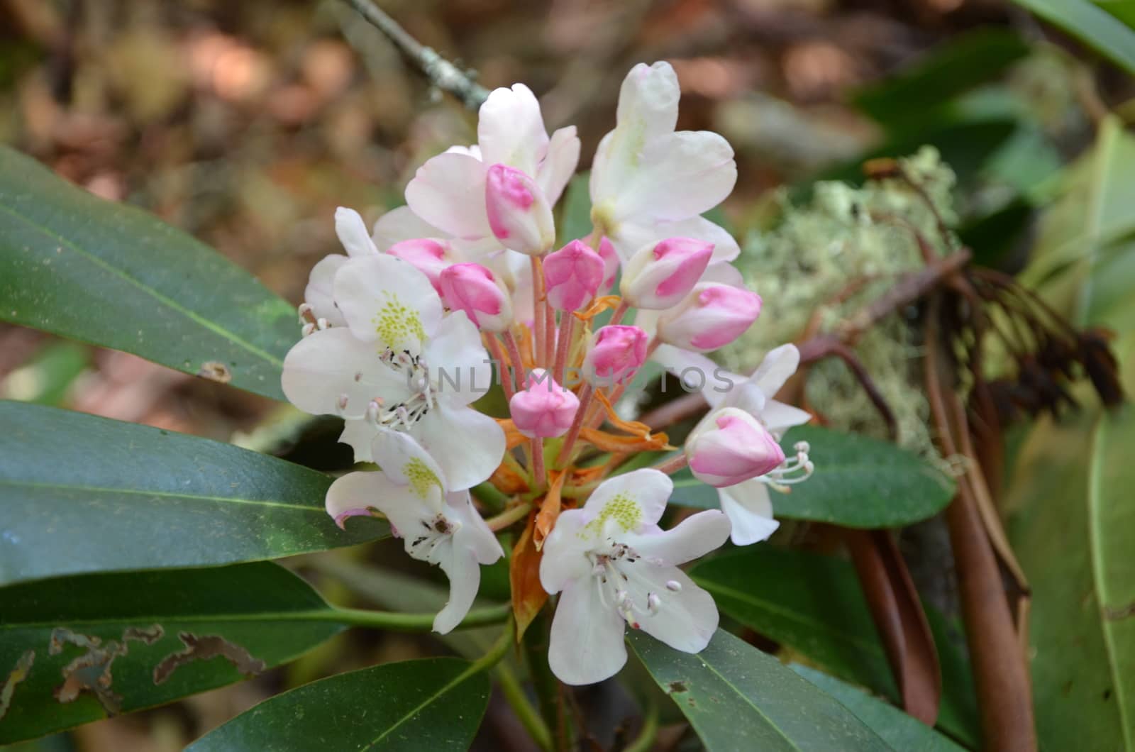 rhododendron found in the mountains of North Carolina. Shown up close.