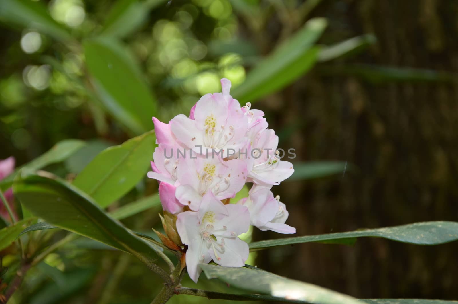 rhododendron Closeup by northwoodsphoto