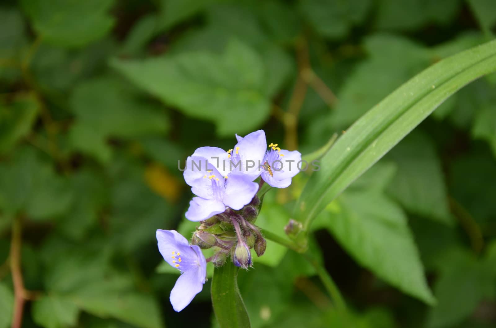 A purple flower in the mountains of North Carolina