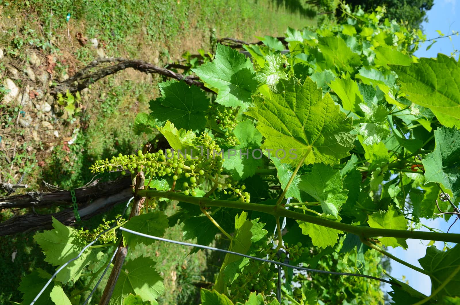 Grapes on the vine in rural North Carolina. Shown up close and early in the season.