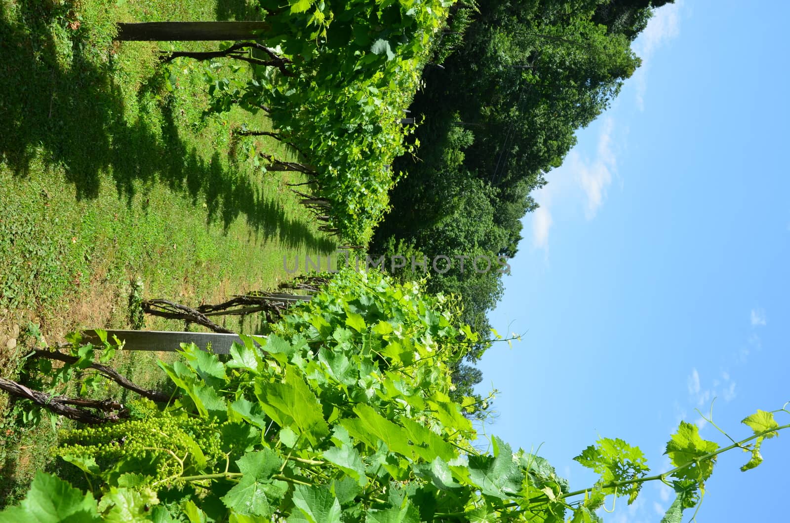 Grapes on the vine in rural North Carolina. Shown in rows on a hill.