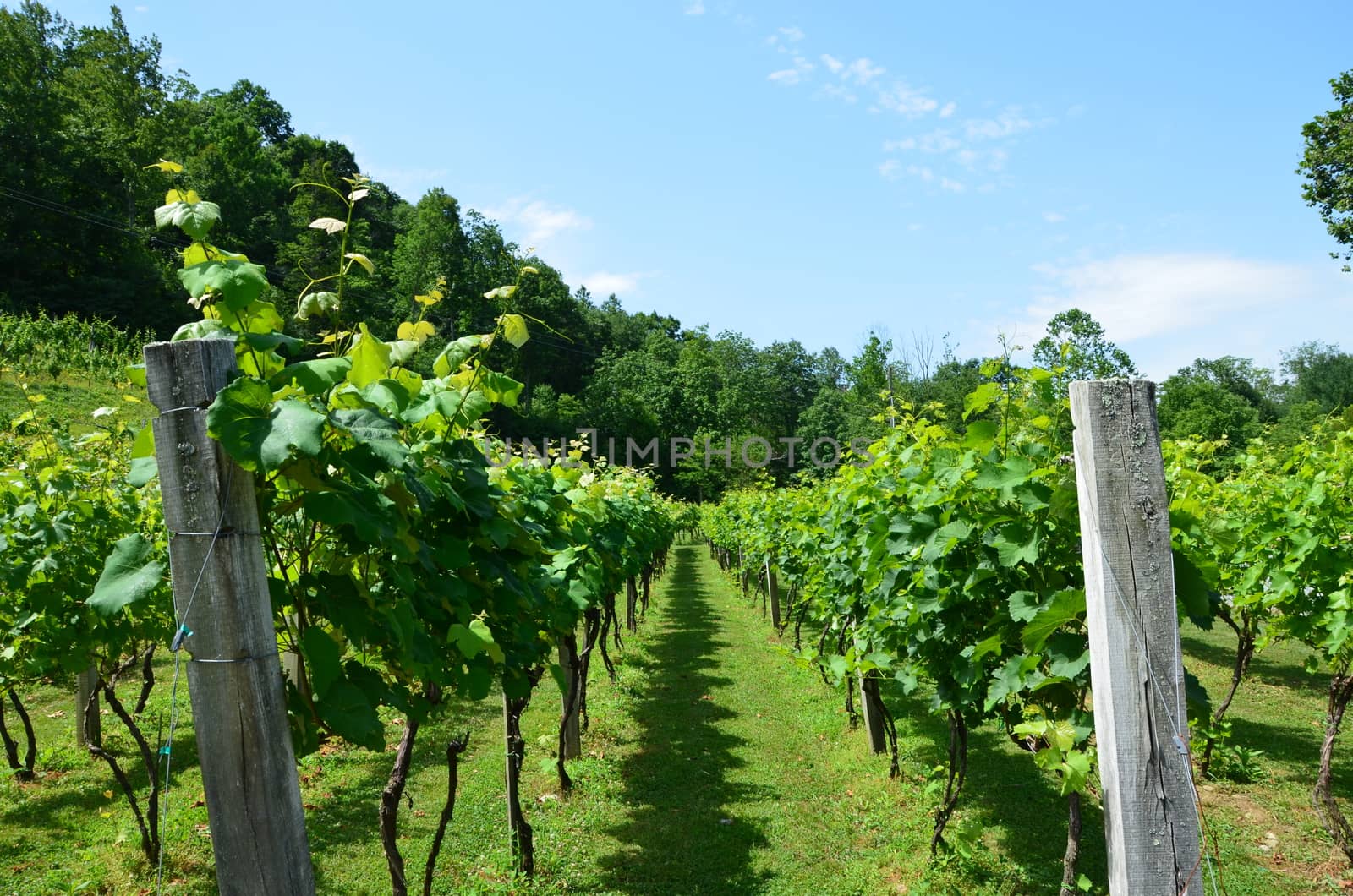 Grapes on the vine in rural North Carolina. Growing in the early summer.