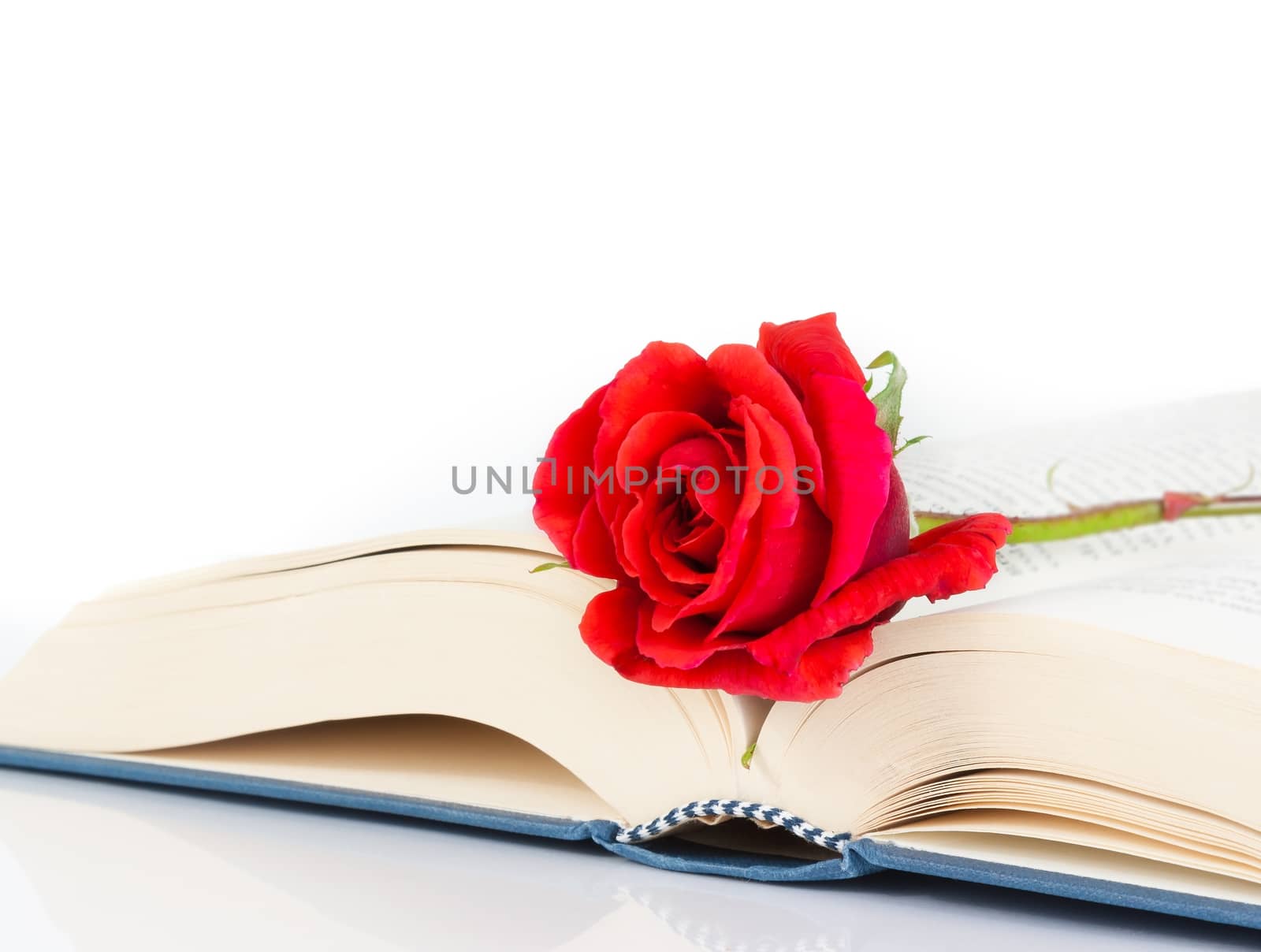 red rose on the book on white background with space for text